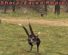Sharp eared ropipi